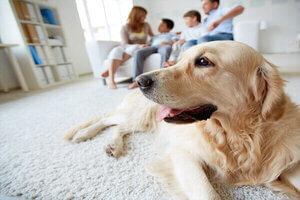 assurance chien et chat